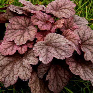 Heuchera World Cafe Shak, v črepníku Heuchera World Cafe Shak