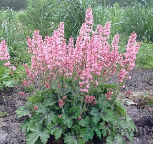 Heucherela x PINK REVOLUTION ´Heupire030´, výška 15/25 cm, v črepníku Heuchera x PINK REVOLUTION ´Heupire030´