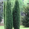 Hibernica