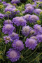 Hlaváč fialový ‘Blue Note‘ 20/40 cm v črepníku 2l Scabiosa columbaria ‘Blue Note‘