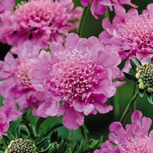 Hlaváč ružový Pink Mist, výška 10/15 cm, v črepníku P9 Scabiosa col. Pink Mist