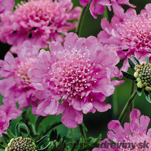 Hlaváč ružový Pink Mist, výška 10/15 cm, v črepníku P9 Scabiosa col. Pink Mist
