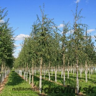 Hloh jednosemenný (liečivý) na kmienku, obvod kmienka 18/20 cm, výška 400 + cm, v črepníku Crataegus monogyna