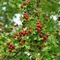 Hloh jednosemenný liečivý Stricta 180/200 cm, v črepníku Crataegus monogyna Stricta
