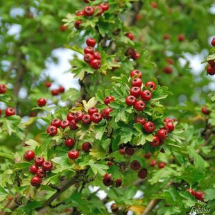 Hloh jednosemenný liečivý Stricta 180/200 cm, v črepníku Crataegus monogyna Stricta
