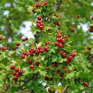 Hloh jednosemenný liečivý Stricta 180/200 cm, v črepníku Crataegus monogyna Stricta
