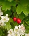 Hloh jednosemenný (liečivý), výška 160/180 cm, v črepníku Crataegus monogyna