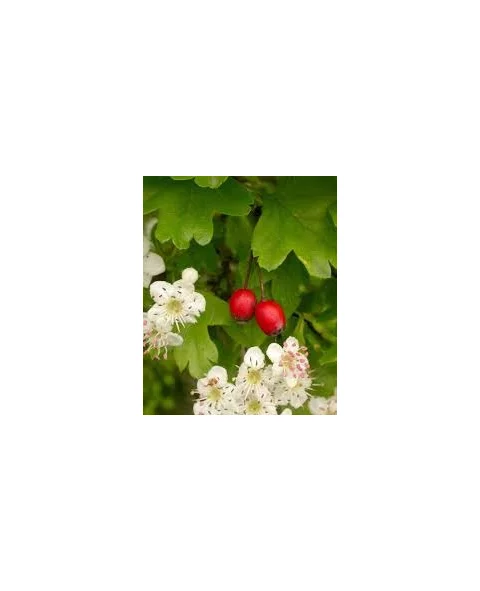 Hloh jednosemenný (liečivý), výška 160/180 cm, v črepníku Crataegus monogyna