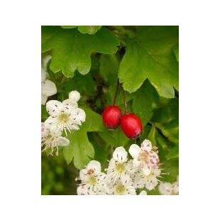 Hloh jednosemenný (liečivý), výška 160/180 cm, v črepníku Crataegus monogyna