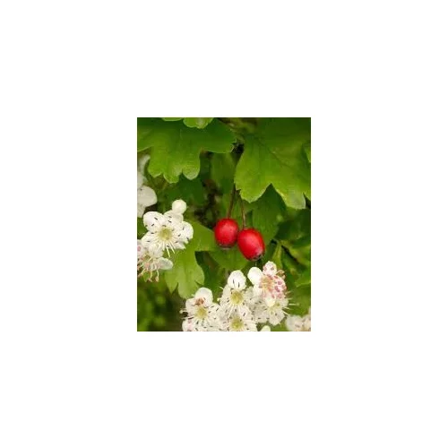 Hloh jednosemenný (liečivý), výška 160/180 cm, v črepníku Crataegus monogyna