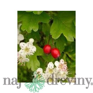 Hloh jednosemenný (liečivý), výška 60/80 cm, v črepníku Crataegus monogyna