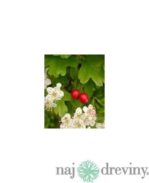 Hloh jednosemenný (liečivý), výška 60/80 cm, v črepníku Crataegus monogyna