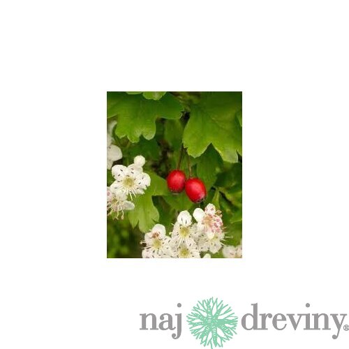 Hloh jednosemenný (liečivý), výška 60/80 cm, v črepníku Crataegus monogyna
