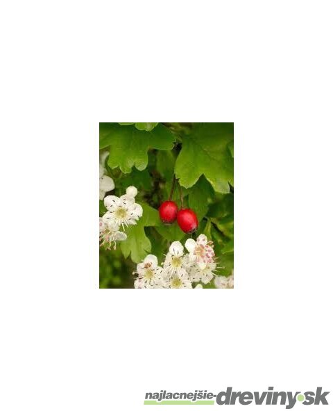 Hloh jednosemenný (liečivý), výška 60/80 cm, v črepníku Crataegus monogyna