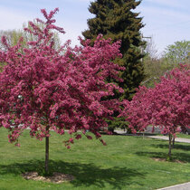 Hloh Paul´s Scarlet  na kmienku,  180/200 cm, v črepníku  Crataegus laevigata Paul´s Scarlet