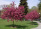Hloh Paul´s Scarlet  na kmienku,  180/200 cm, v črepníku  Crataegus laevigata Paul´s Scarlet