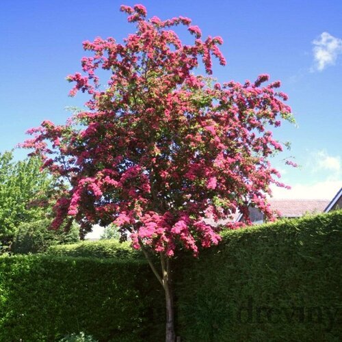 Hloh Paul´s Scarlet,na kmienku 180/200 obvod 8/10 cm v črepníku 25/30l Crataegus laevigata Paul´s Scarlet