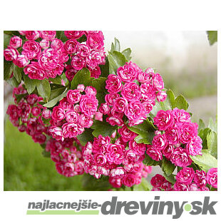 Hloh Paul´s Scarlet na kmienku, výška 300/+ cm, v črepníku Crataegus leavigiata Paul´s Scarlet