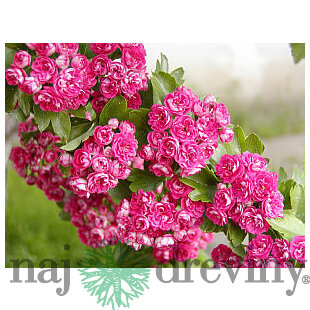 Hloh Paul´s Scarlet na kmienku, výška 300/+ cm, v črepníku Crataegus leavigiata Paul´s Scarlet