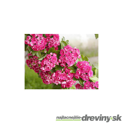 Hloh Paul´s Scarlet na kmienku, výška 300/+ cm, v črepníku Crataegus leavigiata Paul´s Scarlet