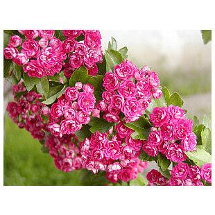 Hloh Paul´s Scarlet na kmienku, výška 300/+ cm, v črepníku Crataegus leavigiata Paul´s Scarlet