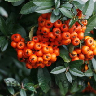 Hlohyňa šarlátová Orange Glow, výška 80/+ cm, v črepníku 2l Pyracantha Coccinea Orange glow
