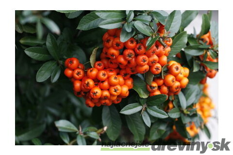 Hlohyňa šarlátová Orange Glow, výška 80/+ cm, v črepníku 2l Pyracantha Coccinea Orange glow