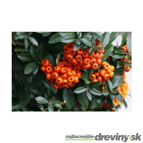 Hlohyňa šarlátová Orange Glow, výška 80/+ cm, v črepníku 2l Pyracantha Coccinea Orange glow