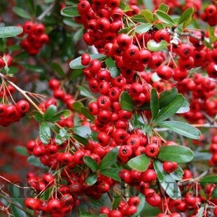 Hlohyňa šarlátová Red Column, výška 50/70 cm, v črepníku Pyracantha Coccinea Red Column