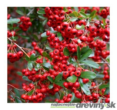 Hlohyňa šarlátová Red Column, výška 50/70 cm, v črepníku Pyracantha Coccinea Red Column