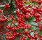 Hlohyňa šarlátová Red Column, výška 50/70 cm, v črepníku Pyracantha Coccinea Red Column