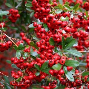 Hlohyňa šarlátová Red Column, výška 50/70 cm, v črepníku Pyracantha Coccinea Red Column