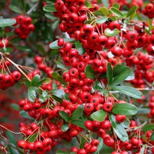 Hlohyňa šarlátová Red Column, výška 50/70 cm, v črepníku Pyracantha Coccinea Red Column