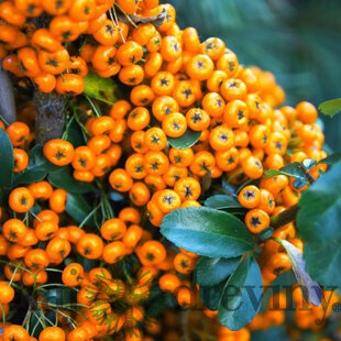 Hlohyňa šarlátová SAPHYR JAUNE ‘Cadaune‘ PBR, výška 50/+ cm, v črepníku 2l Pyracantha Coccinea Saphyr Jaune PBR