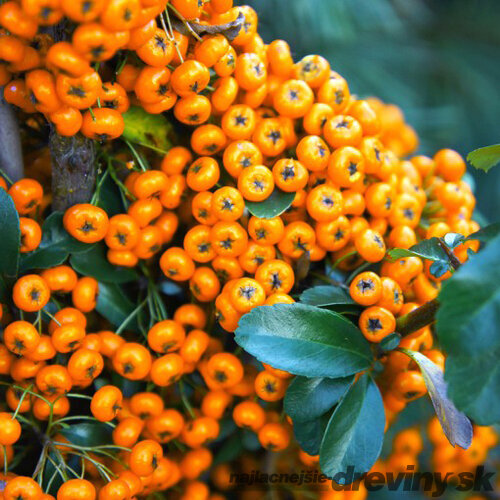 Hlohyňa šarlátová SAPHYR JAUNE ‘Cadaune‘ PBR, výška 50/+ cm, v črepníku 2l Pyracantha Coccinea Saphyr Jaune PBR