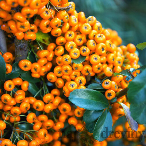 Hlohyňa šarlátová SAPHYR JAUNE ‘Cadaune‘ PBR, výška 50/+ cm, v črepníku 2l Pyracantha Coccinea Saphyr Jaune PBR