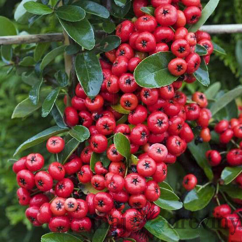 Hlohyňa šarlátová SAPHYR ROUGE ‘Cadrou‘ PBR, výška 50/+ cm, v črepníku 2l Pyracantha Coccinea Saphyr Rouge PBR