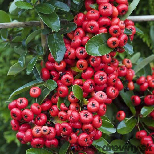 Hlohyňa šarlátová SAPHYR ROUGE ‘Cadrou‘ PBR, výška 50/+ cm, v črepníku 2l Pyracantha Coccinea Saphyr Rouge PBR