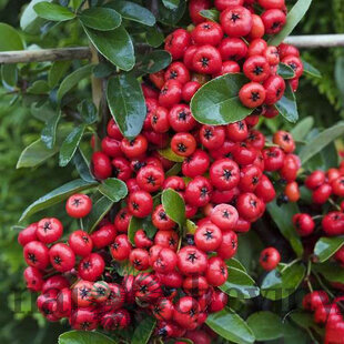Hlohyňa šarlátová SAPHYR ROUGE ‘Cadrou‘ PBR, výška 50/+ cm, v črepníku 2l Pyracantha Coccinea Saphyr Rouge PBR