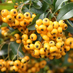 Hlohyňa šarlátová Soleil d´Or, výška 60/+ cm, v črepníku 2l Pyracantha Coccinea Soleil d´Or