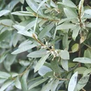 Hlošina