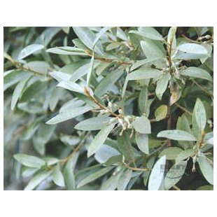 Hlošina strieborná 20/50 cm, v črepníku Elaeagnus commutata