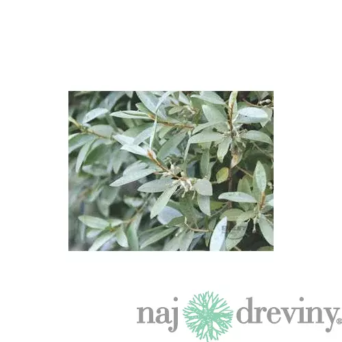 Hlošina strieborná 20/50 cm, v črepníku Elaeagnus commutata