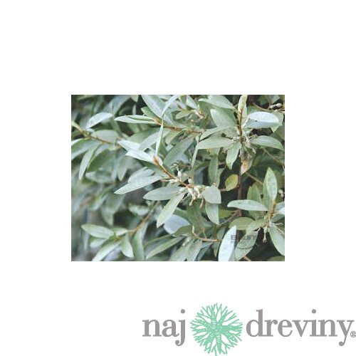Hlošina strieborná 20/50 cm, v črepníku Elaeagnus commutata