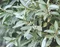 Hlošina strieborná 20/50 cm, v črepníku Elaeagnus commutata