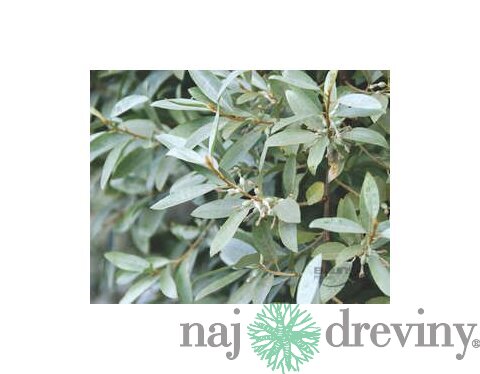 Hlošina strieborná 20/50 cm, v črepníku Elaeagnus commutata