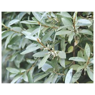 Hlošina strieborná 20/50 cm, v črepníku Elaeagnus commutata