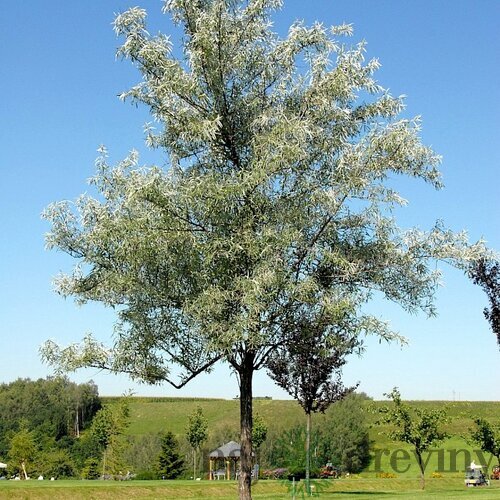 Hlošina úzkolistá, 120/160 cm, v črepníku Elaeagnus angustifolia