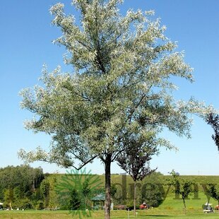 Hlošina úzkolistá, 120/160 cm, v črepníku Elaeagnus angustifolia