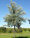 Hlošina úzkolistá, 120/160 cm, v črepníku Elaeagnus angustifolia